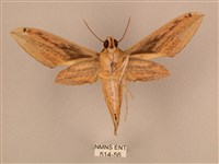 棕綠背線天蛾藏品圖，第2張