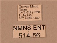 棕綠背線天蛾藏品圖，第3張