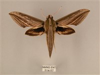 棕綠背線天蛾藏品圖，第1張