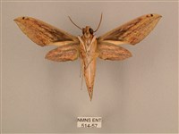 棕綠背線天蛾藏品圖，第2張