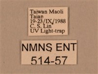 棕綠背線天蛾藏品圖，第3張