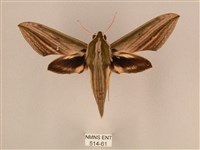 棕綠背線天蛾藏品圖，第1張