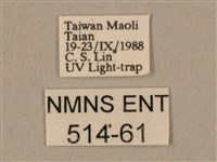 棕綠背線天蛾藏品圖，第3張