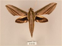 棕綠背線天蛾藏品圖，第1張