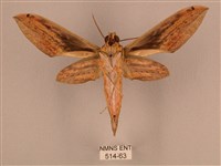 棕綠背線天蛾藏品圖，第2張