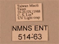 棕綠背線天蛾藏品圖，第3張