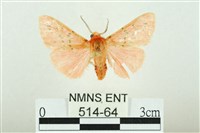 三條橙燈蛾藏品圖，第1張