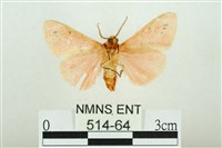 三條橙燈蛾藏品圖，第2張