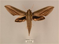 棕綠背線天蛾藏品圖，第1張