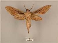 棕綠背線天蛾藏品圖，第2張