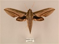 棕綠背線天蛾藏品圖，第1張