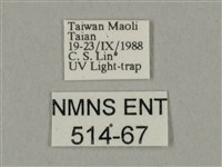 棕綠背線天蛾藏品圖，第3張