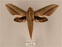 棕綠背線天蛾藏品圖，第1張