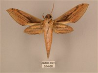 棕綠背線天蛾藏品圖，第2張