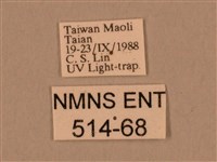 棕綠背線天蛾藏品圖，第3張