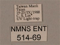 棕綠背線天蛾藏品圖，第3張