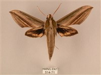 棕綠背線天蛾藏品圖，第1張