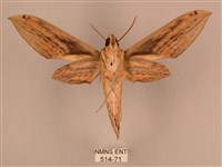 棕綠背線天蛾藏品圖，第2張