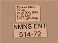 棕綠背線天蛾藏品圖，第3張