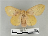 青枯葉蛾藏品圖，第1張