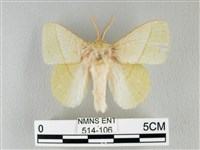 青枯葉蛾藏品圖，第1張