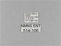 青枯葉蛾藏品圖，第3張