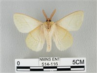 青枯葉蛾藏品圖，第2張