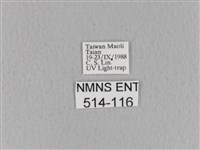 青枯葉蛾藏品圖，第3張