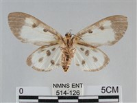 長斑擬燈蛾藏品圖，第2張