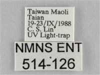 長斑擬燈蛾藏品圖，第3張