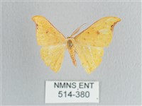 彎黑黃鉤蛾藏品圖，第1張