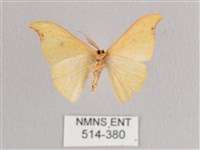 彎黑黃鉤蛾藏品圖，第2張