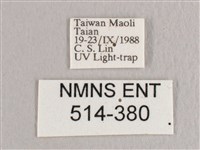 彎黑黃鉤蛾藏品圖，第3張