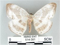 圓翅大鉤蛾藏品圖，第1張