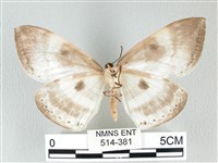 圓翅大鉤蛾藏品圖，第2張