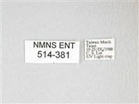 圓翅大鉤蛾藏品圖，第3張