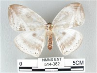 圓翅大鉤蛾藏品圖，第1張