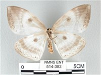 圓翅大鉤蛾藏品圖，第2張