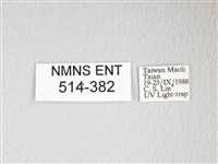 圓翅大鉤蛾藏品圖，第3張