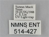 眉原褐刺蛾藏品圖，第3張