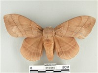 松大毛蟲藏品圖，第1張