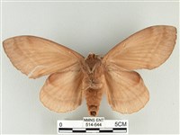 松大毛蟲藏品圖，第2張