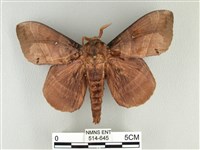 松大毛蟲藏品圖，第1張