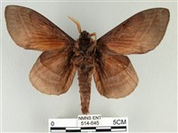 松大毛蟲藏品圖，第2張