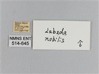 松大毛蟲藏品圖，第3張