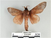 大褐斑枯葉蛾藏品圖，第2張