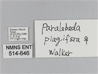 大褐斑枯葉蛾藏品圖，第3張