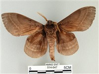 松大毛蟲藏品圖，第2張