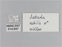 松大毛蟲藏品圖，第3張