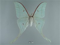 長尾水青蛾藏品圖，第1張